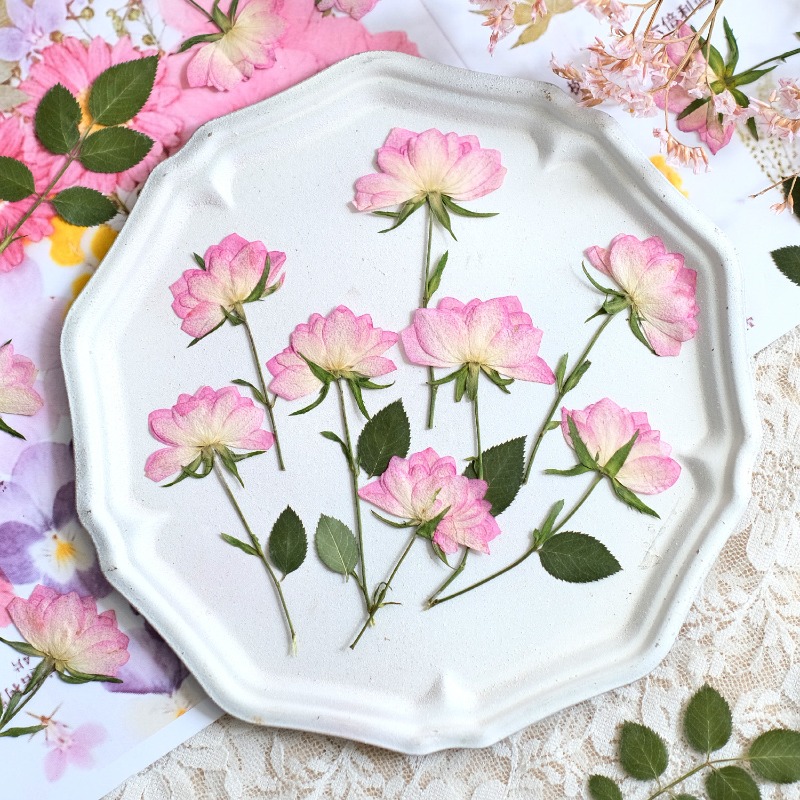 12 stuks, echte gedroogde gepe - Resin Craft Ideas recensie en prijs